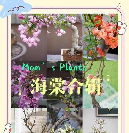 海棠花的花语是什么？有何象征意义？