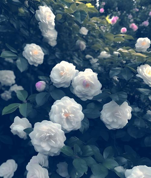 洁白无瑕的花代表什么？花语有何含义？