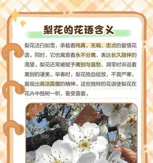 洁白无瑕的花代表什么？花语有何含义？
