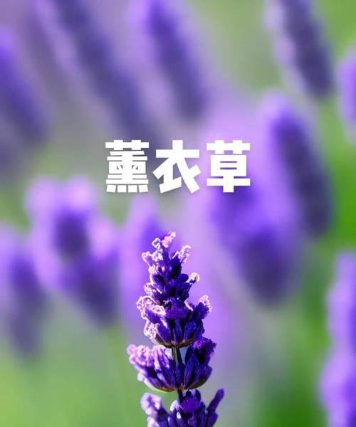 花语偏执的结局是什么？它传达了怎样的情感？