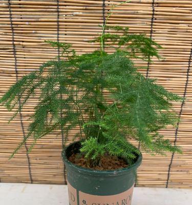 文竹的花语含义是什么？它象征着什么？