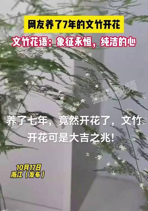 文竹的花语含义是什么？它象征着什么？