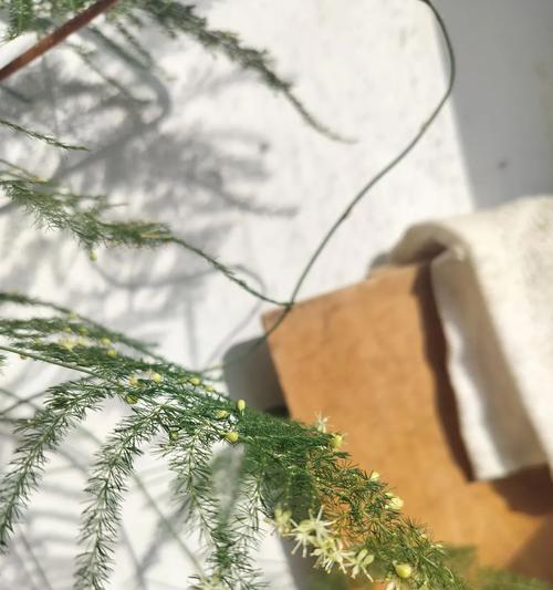文竹的花语含义是什么？它象征着什么？