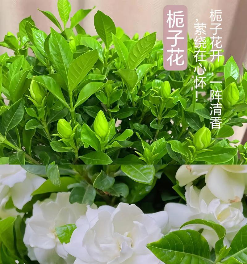 栀子花系列花语是什么呢？栀子花在不同场合的花语有何不同？