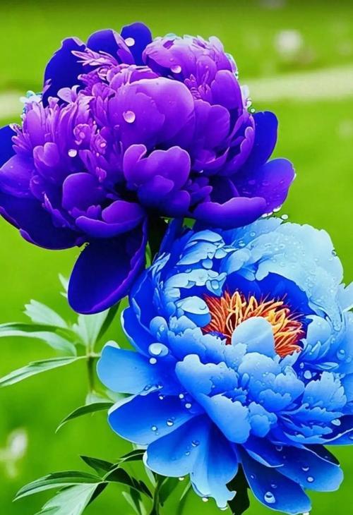 花来富贵象征着什么？