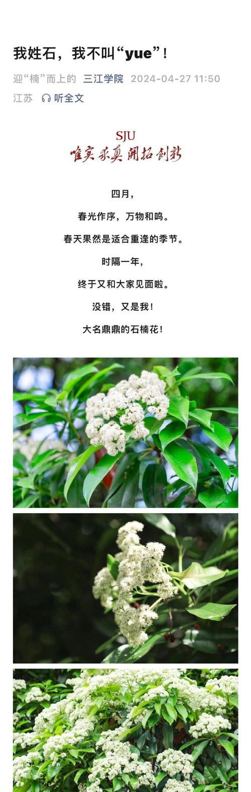 石楠花花语的出处及其含义是什么？