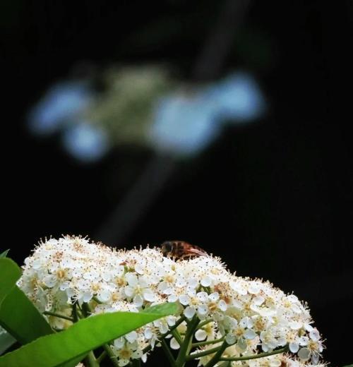 石楠花花语的出处及其含义是什么？