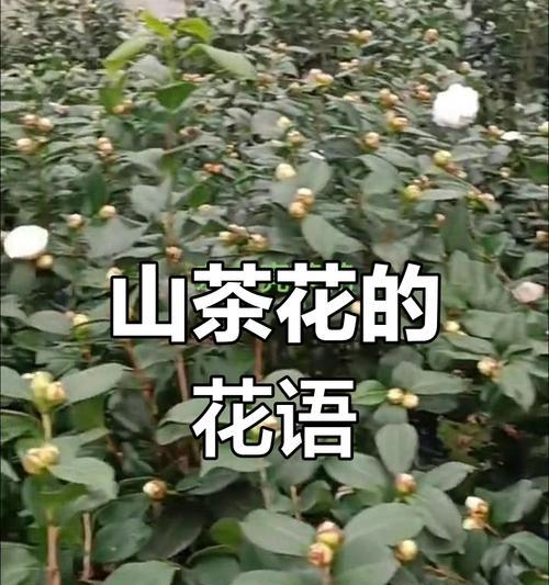 哪种花代表短暂的爱？