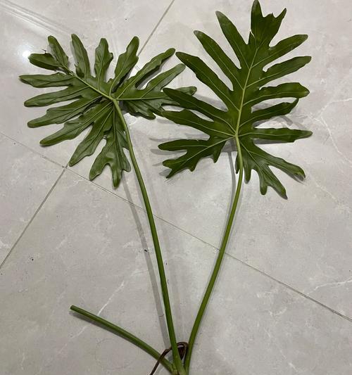 龙鳞花的花语有哪些？如何用龙鳞花表达特殊情感？