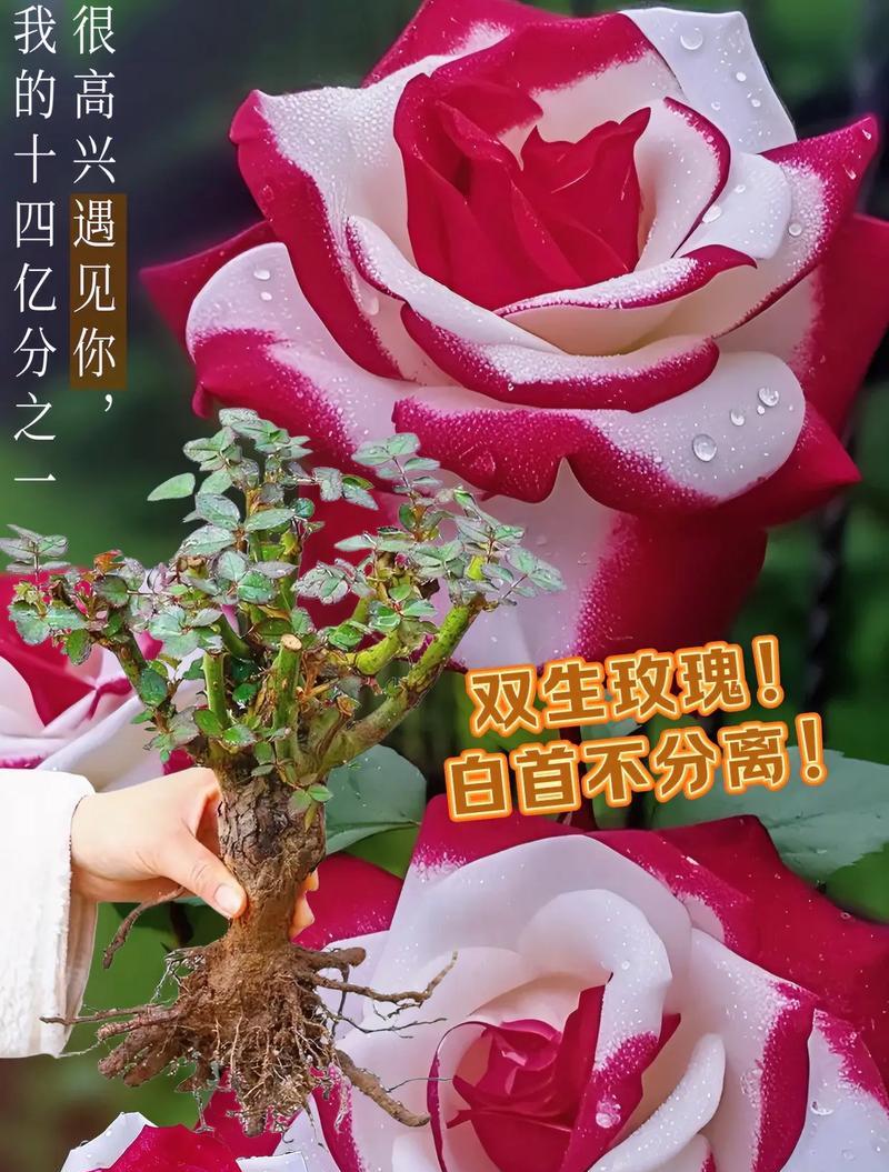 见面时送玫瑰花有什么含义？哪种颜色最合适？