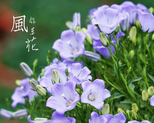 花语冲破黑暗是什么意思？它象征着什么？