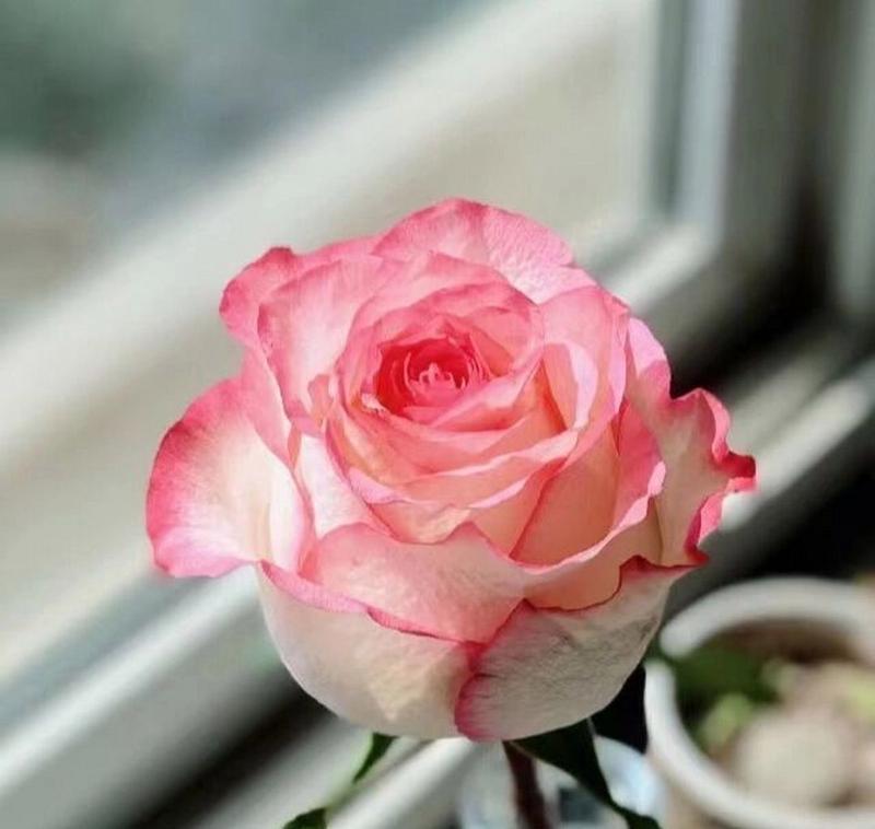 很像艾莎玫瑰花的花语是什么？这种花代表了什么情感？