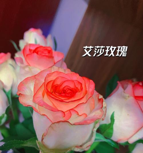 很像艾莎玫瑰花的花语是什么？这种花代表了什么情感？