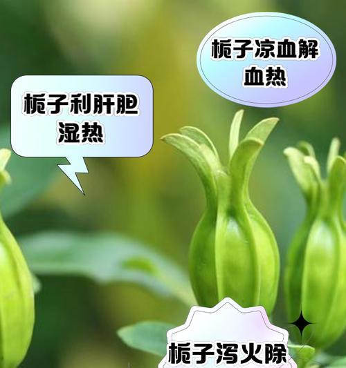 黄栀子的花语寓意有何特别之处？