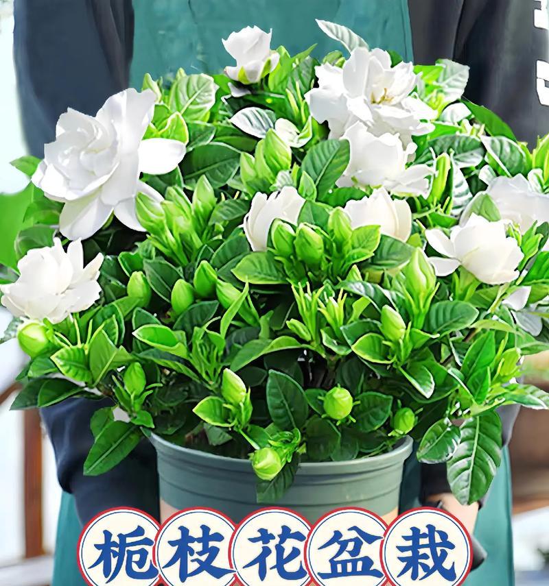 黄栀子的花语寓意有何特别之处？