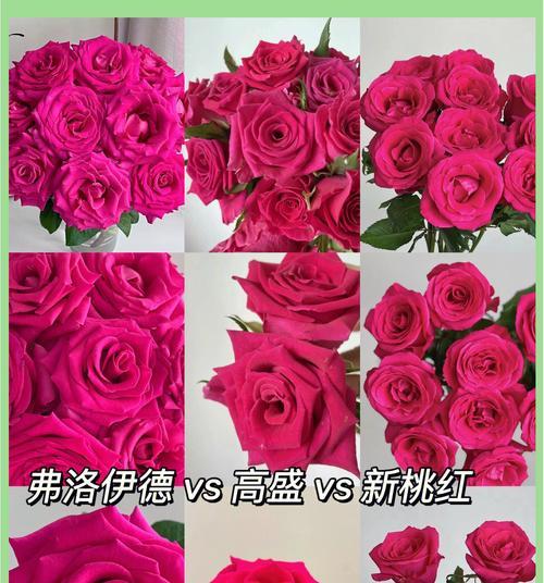送老婆玫瑰花应选择哪种颜色？