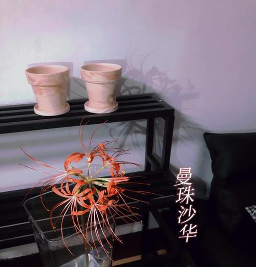 红石蒜花的象征意义是什么？