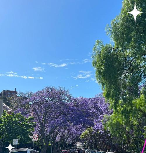 哪种花代表永恒的等待？花语中有哪些表达等待的花卉？