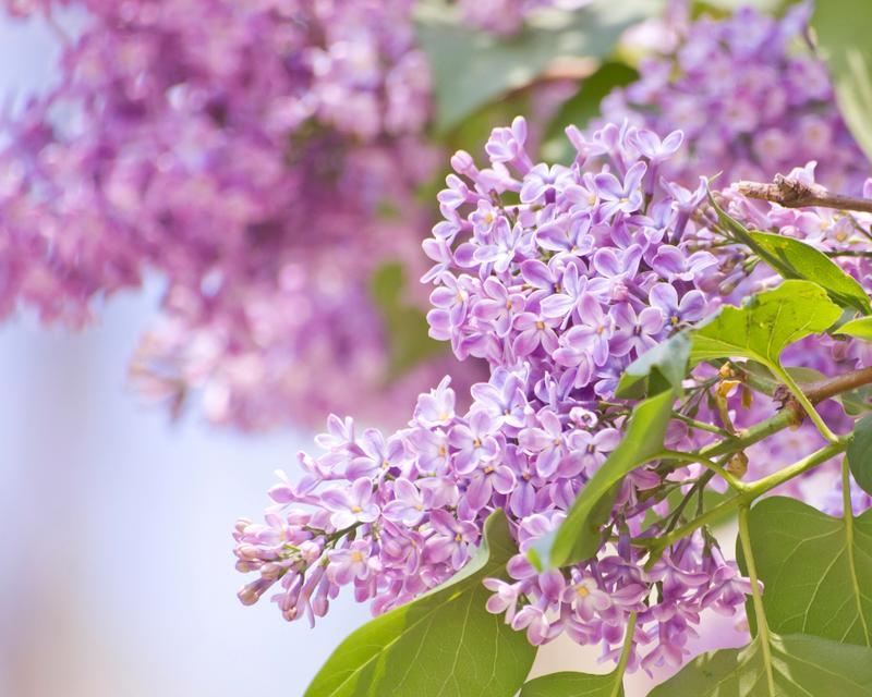 紫色雏菊的花语代表什么？花语中包含的寓意是什么？