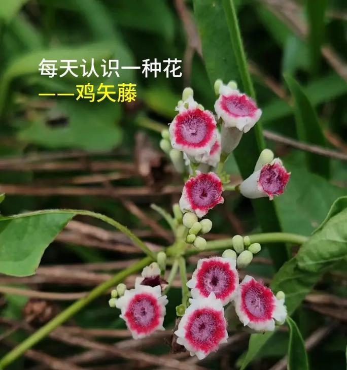 鸡豆花的花语有哪些？鸡豆花适合送给谁？