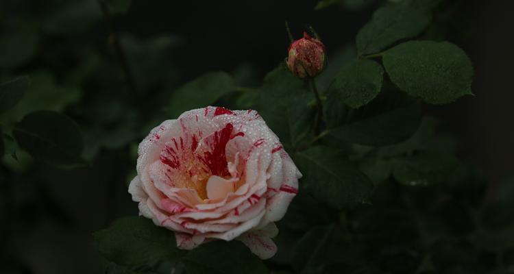 淑女月季的花语代表了什么？
