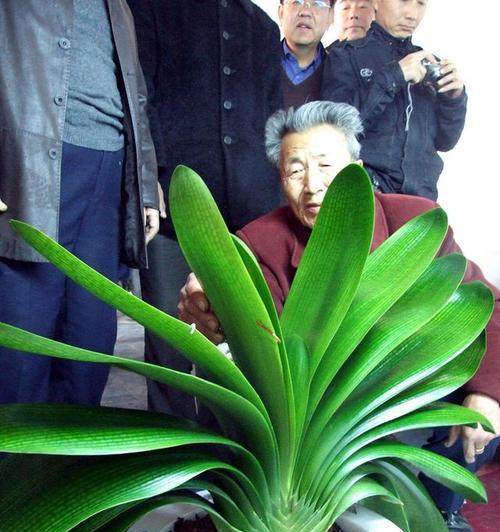 彩色君子兰的花语是什么？君子兰的花语有哪些？