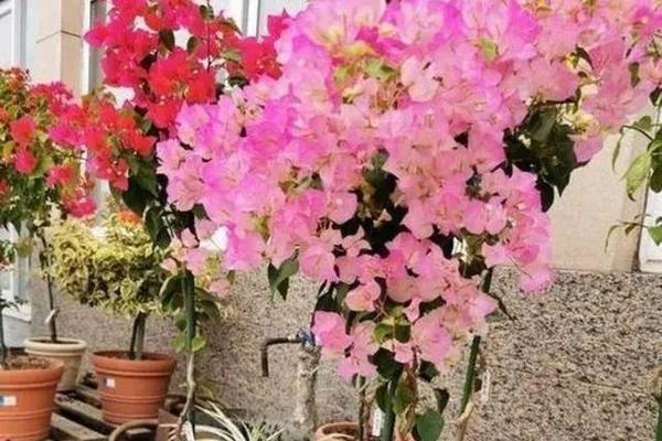 端午节种花有何特殊含义？