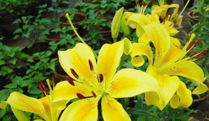 腌酸菜的花语是什么？它在花语中代表什么？