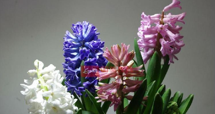 腌酸菜的花语是什么？它在花语中代表什么？