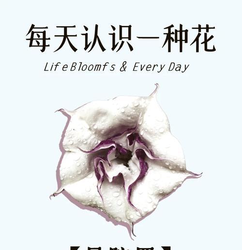 关爱小树的花语有何含义？寻找表达关怀与成长的花卉？