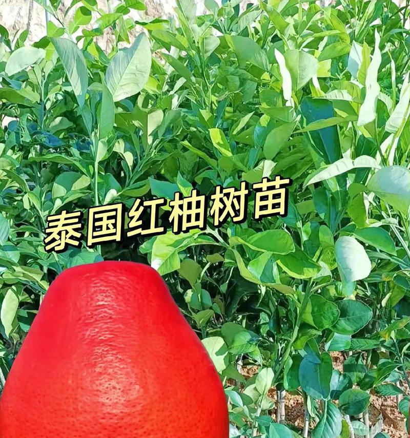 红柚天香花语是什么花啊？红柚天香的花语代表什么？