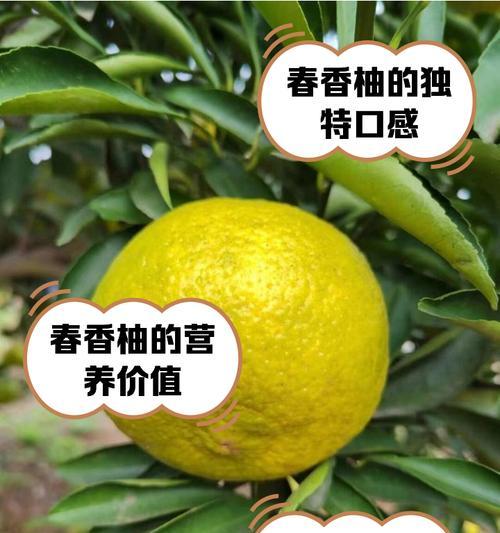 红柚天香花语是什么花啊？红柚天香的花语代表什么？