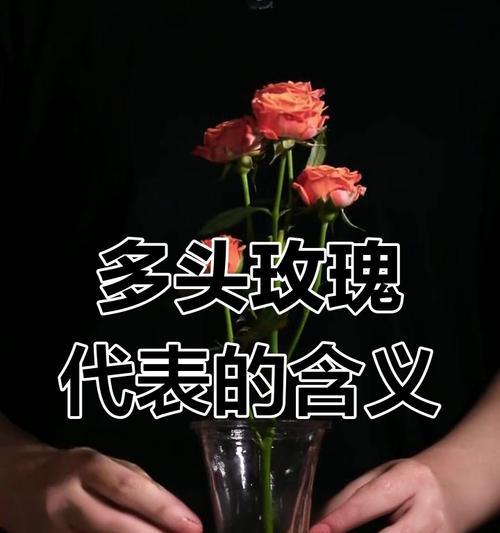 莲花玫瑰的花语是什么意思？它象征着怎样的爱情？