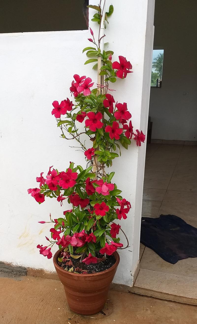 海棠四属三十种花语是什么？每种海棠花的含义有何不同？