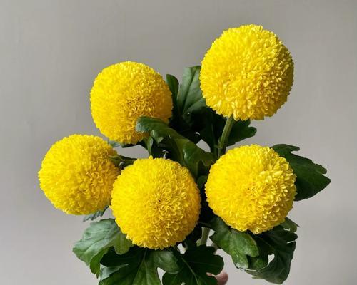 哪种花代表乖巧可爱？花语是什么？