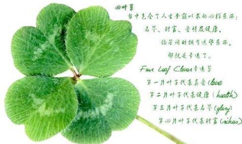 圣罗兰短袖的花语有何特别之处？