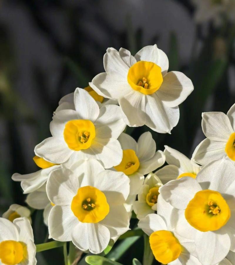 水仙的花语是什么？水仙花代表了哪些情感？
