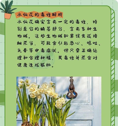 水仙的花语是什么？水仙花代表了哪些情感？
