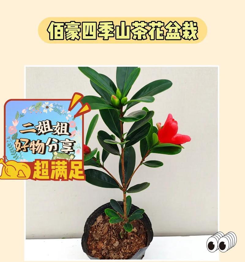 三茶的花语具体是什么含义？