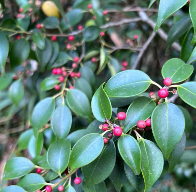 小杨冬青的花语有哪些？它在植物学中有何意义？