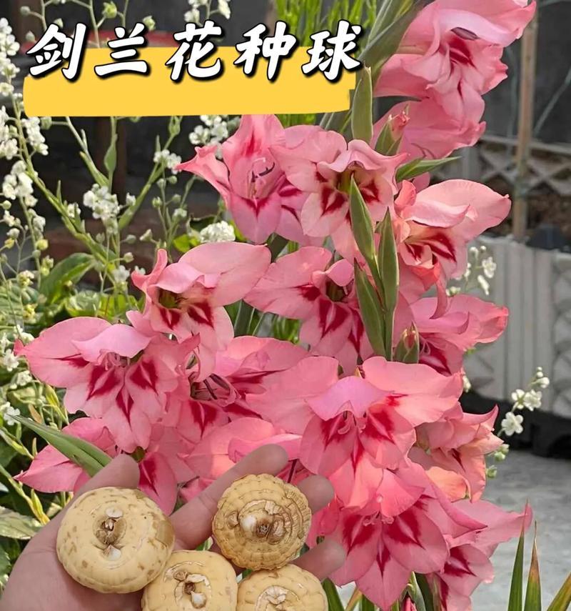 剑兰花的花语是什么？它传递了哪些信息？