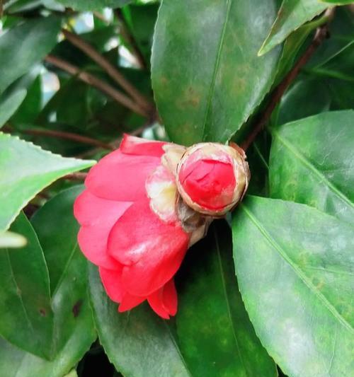 绿色山茶花的花语是什么？它寓意着什么？