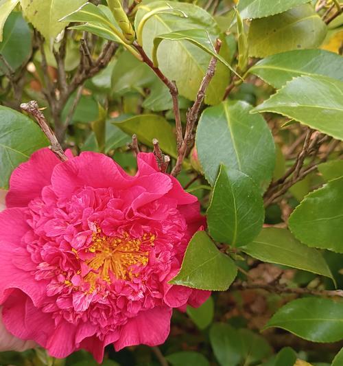 绿色山茶花的花语是什么？它寓意着什么？