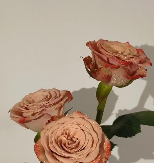 卡布奇诺的花语寓意是什么？卡布奇诺与花语有何联系？