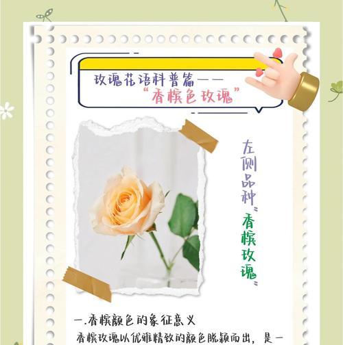 玫瑰花象征了哪些意义？它的深层含义是什么？