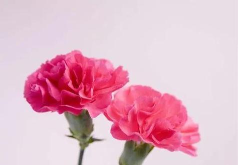等一分钟的花语有何寓意？这个表达代表什么？