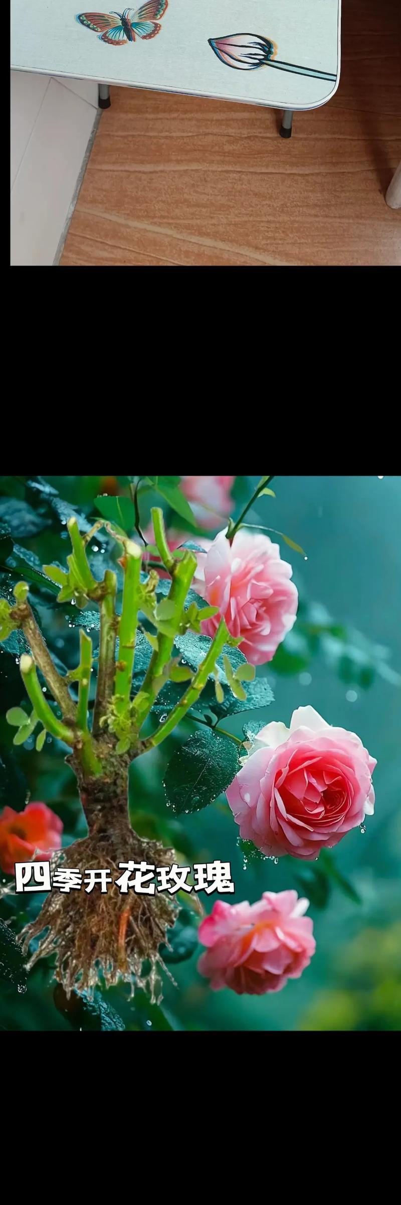 玫瑰与月季花语有何不同？它们各自代表什么？