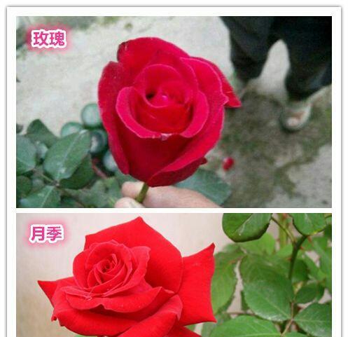 玫瑰与月季花语有何不同？它们各自代表什么？
