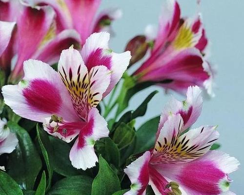 六初花的花语有何特别含义？