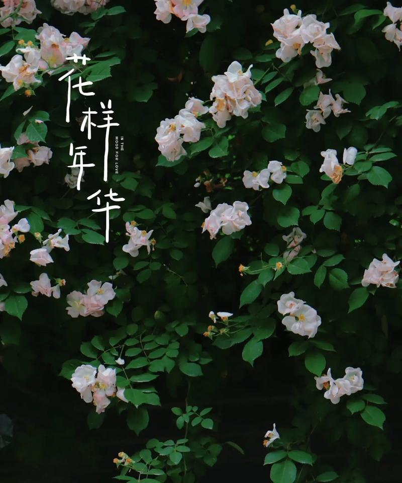 蔷薇花语在花季有何特别含义？